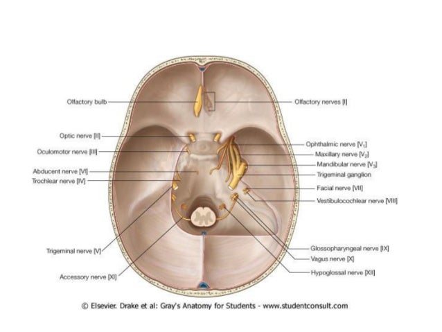 Dural Venous Sinuses