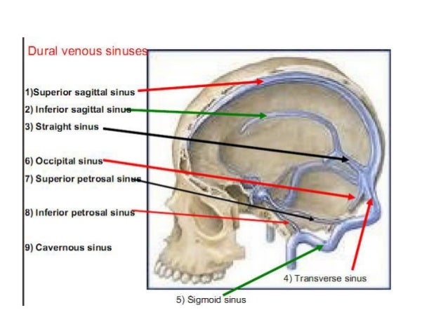 Dural Venous Sinuses Dural Venous Sinuses