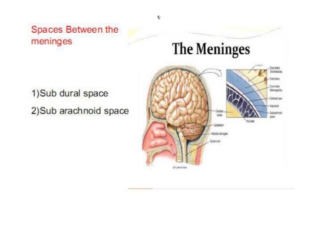 Dural Venous Sinuses Dural Venous Sinuses