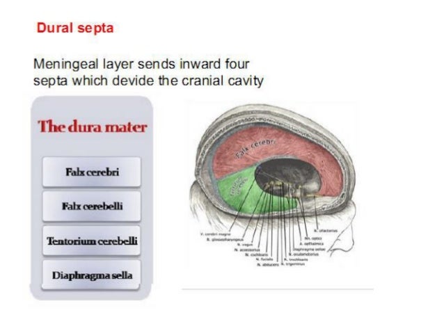 Dural Venous Sinuses Dural Venous Sinuses