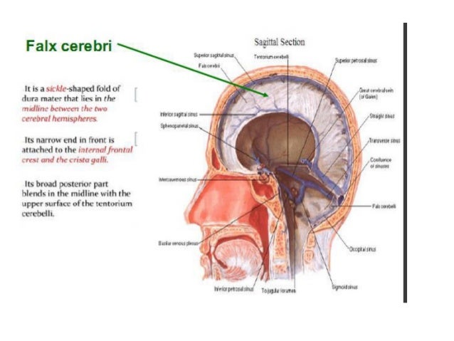 dural sinuses