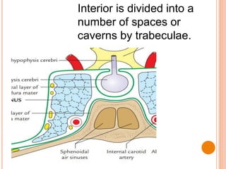 Interior is divided into a
number of spaces or
caverns by trabeculae.
 
