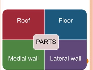 Roof Floor
Medial wall Lateral wall
PARTS
 