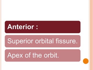Anterior :
Superior orbital fissure.
Apex of the orbit.
 