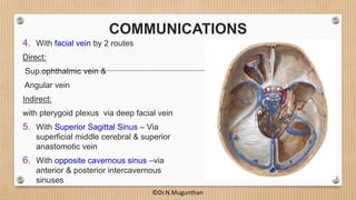 COMMUNICATIONS
4. With facial vein by 2 routes
Direct:
Sup.ophthalmic vein &
Angular vein
Indirect:
with pterygoid plexus via deep facial vein
5. With Superior Sagittal Sinus – Via
superficial middle cerebral & superior
anastomotic vein
6. With opposite cavernous sinus –via
anterior & posterior intercavernous
sinuses
©Dr.N.Mugunthan
 