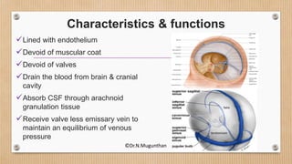 Characteristics & functions
Lined with endothelium
Devoid of muscular coat
Devoid of valves
Drain the blood from brain & cranial
cavity
Absorb CSF through arachnoid
granulation tissue
Receive valve less emissary vein to
maintain an equilibrium of venous
pressure
©Dr.N.Mugunthan
 