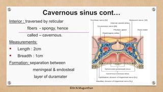 Interior : traversed by reticular
fibers - spongy, hence
called – cavernous.
Measurements:
 Length : 2cm
 Breadth : 1cm
Formation: separation between
meningeal & endosteal
layer of duramater
Cavernous sinus cont…
©Dr.N.Mugunthan
 