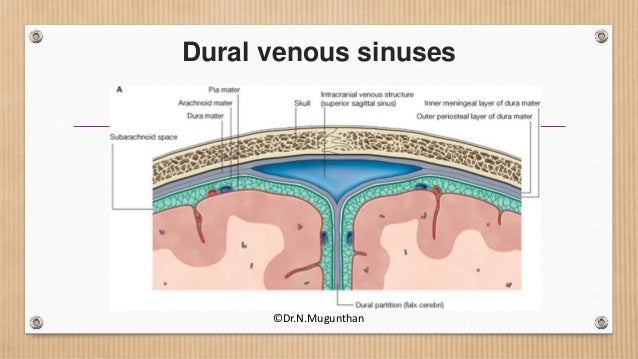 Dural Venous Sinuses Cavernous Sinus Dr N Mugunthan Dural Venous Sinuses Cavernous Sinus Dr N Mugunthan