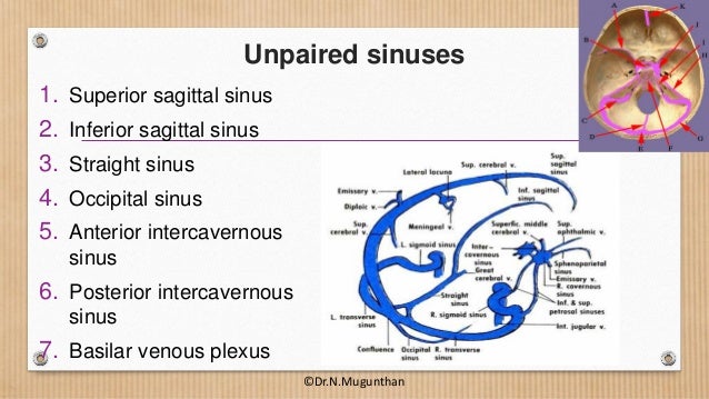 Dural Venous Sinuses Cavernous Sinus Dr N Mugunthan Dural Venous Sinuses Cavernous Sinus Dr N Mugunthan