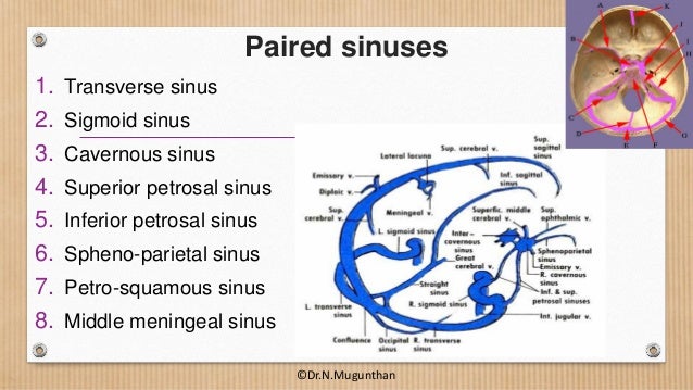 Dural Venous Sinuses Cavernous Sinus Dr N Mugunthan