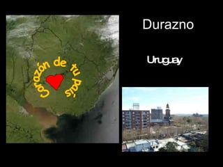 Durazno Corazón de tu país Uruguay 