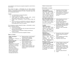 estos parámetros como base para un programa integrado de control efectivo
de las mismas.
Para controlar las plagas y enfermedades hay que utilizar productos
químicos, los que pueden ser muy perjudiciales para la salud del hombre
cuando no se manejan adecuadamente. Por tanto, es importante seguir todas
las recomendaciones del caso.
Control:
• Leer detenidamente la etiqueta del producto.
• No asperjar cuando hace viento.
• Utilizar equipo de seguridad: mascarilla, gafas, overoles
impermeables, guantes, botas de hule y sombrero.
• Proteger abejas, depredadoras e insectos benéficos dentro del
huerto.
• Usar los servicios de un profesional en protección vegetal, para
recibir una orientación acerca de los productos eficientes y
recomendados para el cultivo de manzana.
Con el programa de manejo integrado de plagas y enfermedades se quiere
lograr los siguientes objetivos:
• La protección del huerto.
• El uso racional de plaguicidas, para evitar gastos innecesarios por
aspersiones fuera de tiempo.
• La protección de los controladores biológicos naturales que
existen en el huerto.
• La protección de las personas encargadas de asperjar.
Plagas y su control
Pulgón verde (Myzus
persicae)
Enrollamiento y clorosis en
hojas tiernas.
• Poblaciones bajas y control manual
eliminando brotes infestados
• Aplicar Carbaril, Endosulfan,
Clorpirifos, Metomil
Escama de San José
(Quadraspidiotus
perniciosus)
Manchas rojizas en las ramas
de árboles de 1 a 2 años de
edad, manchas en los frutos
que son la zona de
alimentación, ataques
severos secan las ramas, la
plaga ataca todas las partes
del árbol, reduce su vigor,
provoca amarillamiento y
esta plaga puede matar los
• Monitorear plaga en la poda y
destruir rastrojos de poda
• Aplicar Clorpirifos, Carbaril,
Diazinon, Azinfos – metil
• En daños leves y esporádicos
limpiar los árboles con agua y jabón
en polvo y aplicar insecticidas más
económicos.
árboles si no tiene control.
Enfermedades y su control
Tiro de munición
(Wilsonomyces carphopilus)
Ataca brotes, frutos y hojas
tiernas, pequeñas manchas
oscuras que primero son de
color rosa violeta y luego café
oscuro, el tejido se desprende
dejando hoyos en las hojas y a
eso se debe su nombre común.
• Fungicidas con base de Captan,
Ziram, Iprodione, Clorotalonil
• Aplicar después de la floración con
una frecuencia de 3 o 4 semanas y
se debe aplicar en periodos
lluviosos
Roya (Tranzschelia discolor)
Pequeñas manchas amarillas
en la superficie de la hoja y
en el haz y envés pústulas
polvosas de color canela
• Aplicar fungicidas protectantes
como Maneb, Captan
• Iniciar aplicación después de
floración, repetir cada 3 o 4
semanas, se recomienda su manejo
con fungicidas Cúpricos y Azufre.
Cenicilla
(Sphaeroteca pañosa)
Ataca ramas hojas y frutos
formando un polvillo blanco
sobre el tejido dañado, en
plantas en descanso el hongo
permanece en las yemas de las
ramas nuevas.
• Realizar aplicaciones antes de la
brotación de: Captan
• Mancozeb, Azufre, humectable,
Benomil
Pudrición morena
(Monilinia fructigena)
Momificación de frutos: Ataca
brotes y flores, ataca al
momento de la floración
marchitando las flores,
provoca exudaciones gomosas
y frutas deshidratadas se
momifican y se caen.
• Recoger frutos caídos y destruidos,
quemarlos porque son fuente de
inoculo
• Aplicar fungicidas como Captan,
Clorotalonil, Benomil
• Fungicidas a base de Cobre.
Verrugosis o Cresta de gallo
(Taphrina deformans)
Ataca las hojas produciendo
deformaciones rojizas (cresta
de gallo) el hongo permanece
en las escamas de las yemas y
se desarrolla con la apertura
de las yemas.
• Cultural: Eliminar y quemar todos
los tejidos dañados que sirven
como fuente de inoculo
• Químico: Una sola aplicación de
Caldo Bordelés, se realiza cuando
el árbol ha botado las hojas, como
alternativa aplicar fungicidas a
base de Cobre
• En floración aplicar Benomyl
• Captan
9
 