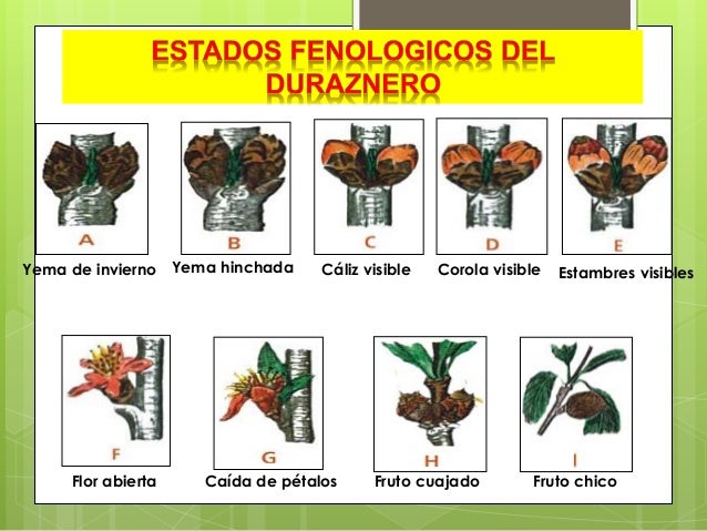 Arbol De Durazno Tiempo De Crecimiento