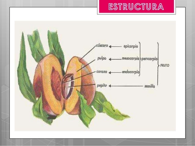 Tiempo De Crecimiento Del Durazno