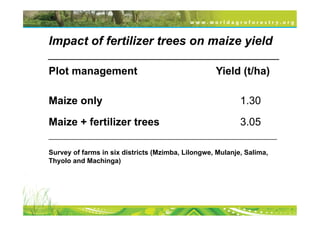 Impact of fertilizer trees on maize yield
_______________________________________
Plot management                                    Yield (t/ha)

Maize only                                                 1.30

Maize + fertilizer trees                                   3.05
____________________________________________________________

Survey of farms in six districts (Mzimba, Lilongwe, Mulanje, Salima,
Thyolo and Machinga)
 