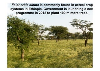 Faidherbia albida is commonly found in cereal crop
systems in Ethiopia. Government is launching a new
   programme in 2012 to plant 100 m more trees.
 