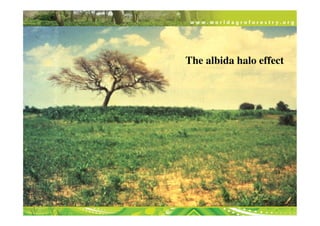 The albida halo effect	

 