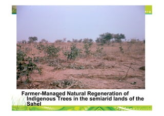 Farmer-Managed Natural Regeneration of
  Indigenous Trees in the semiarid lands of the
  Sahel
 
