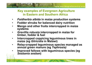 Key examples of Evergreen Agriculture
        in Eastern and Southern Africa
•    Faidherbia albida in maize production sy...