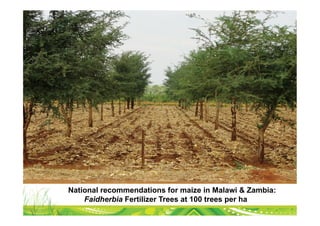 National recommendations for maize in Malawi & Zambia:
    Faidherbia Fertilizer Trees at 100 trees per ha
 
