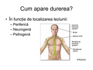 Cum apare durerea? Î n func ţ ie de localizarea leziunii: Periferic ă Neurogen ă Psihogen ă 