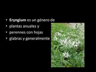 • Eryngium es un género de
• plantas anuales y
• perennes con hojas
• glabras y generalmente espinosas,
 