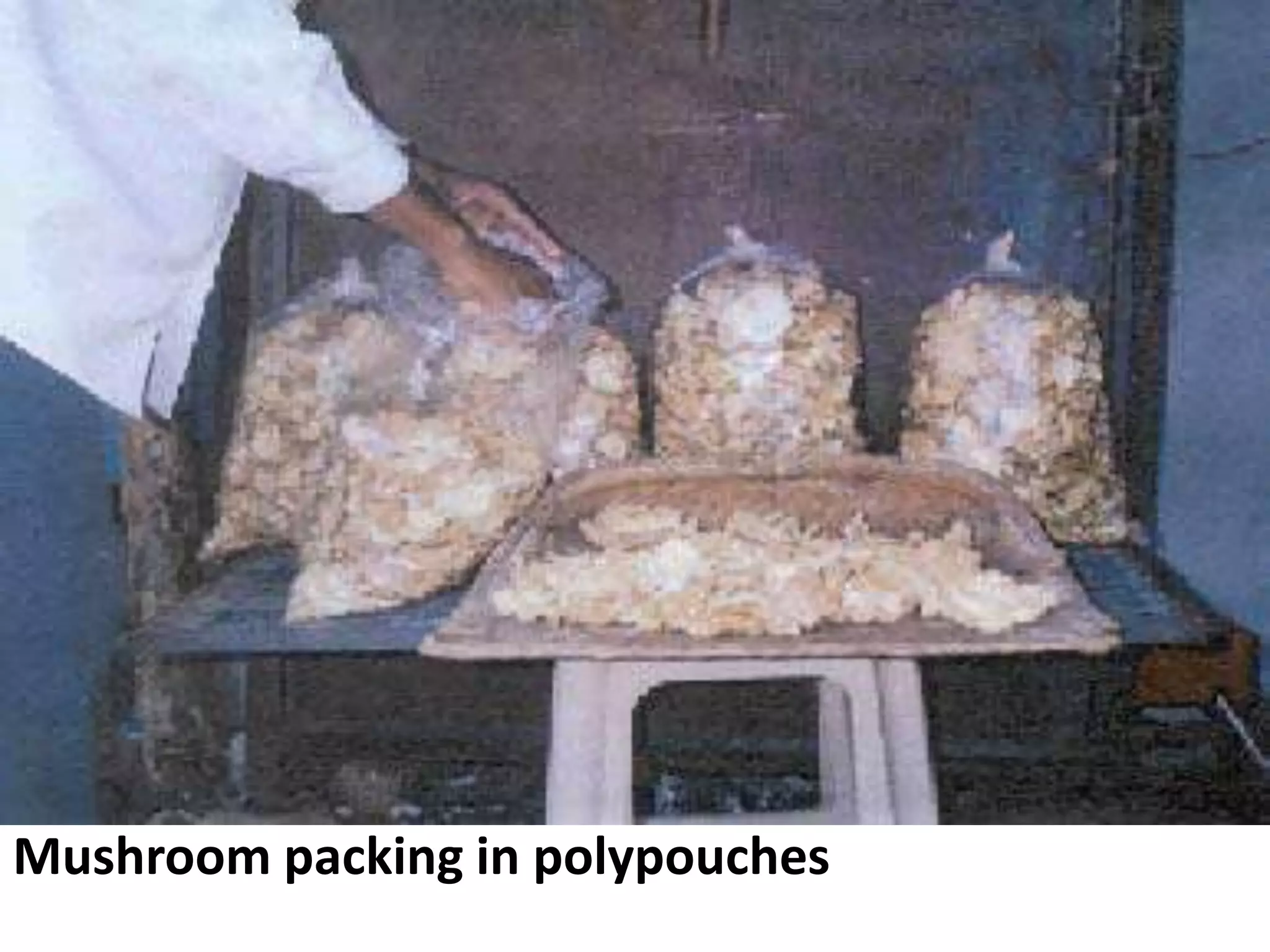 Mushroom packing in polypouches

 