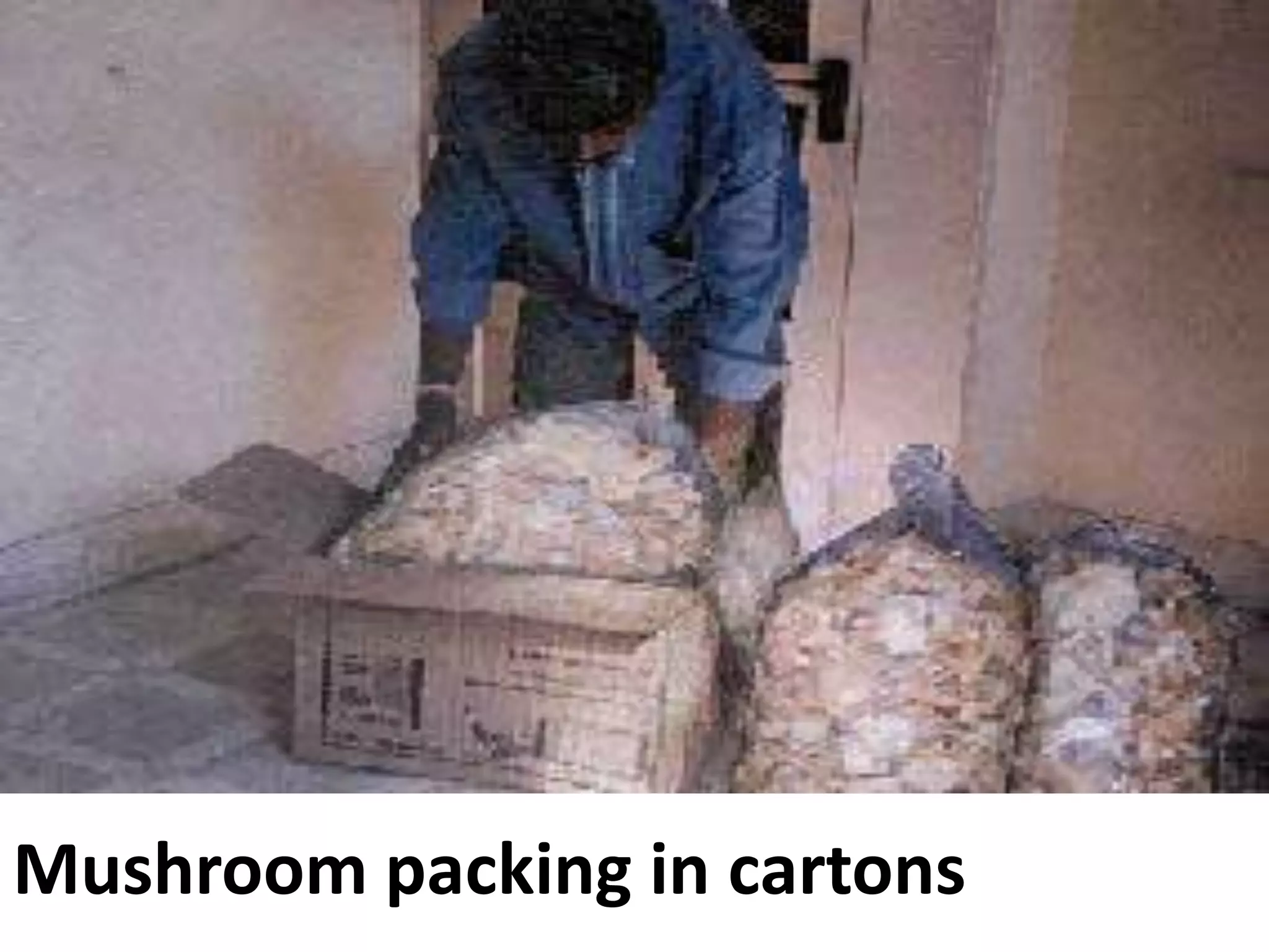 Mushroom packing in cartons

 