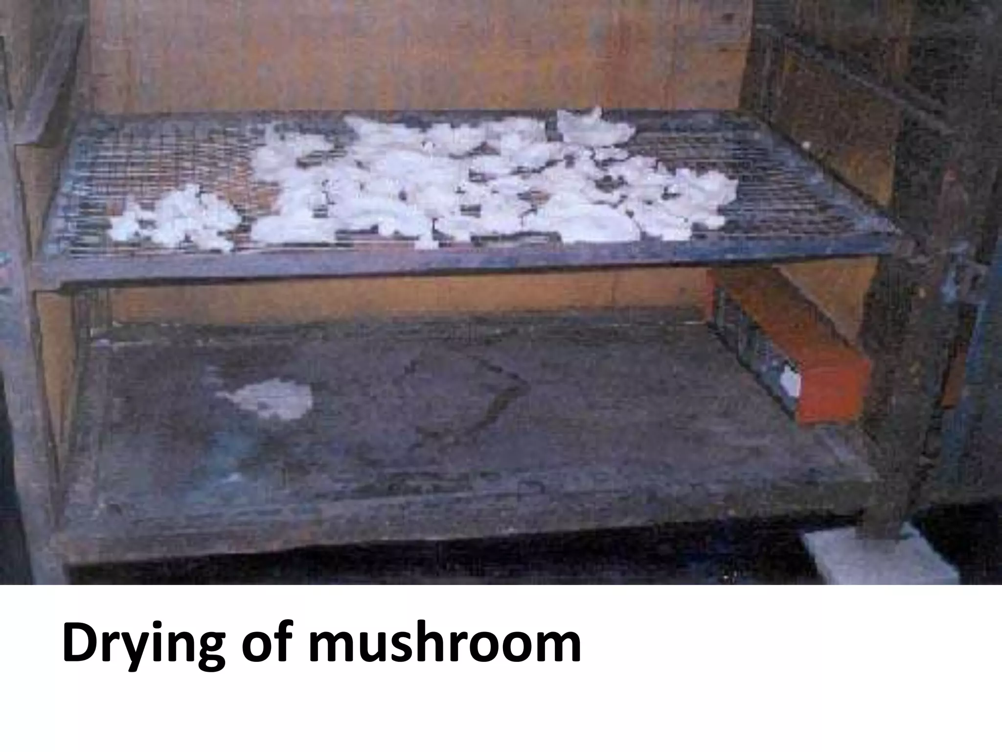 Drying of mushroom

 