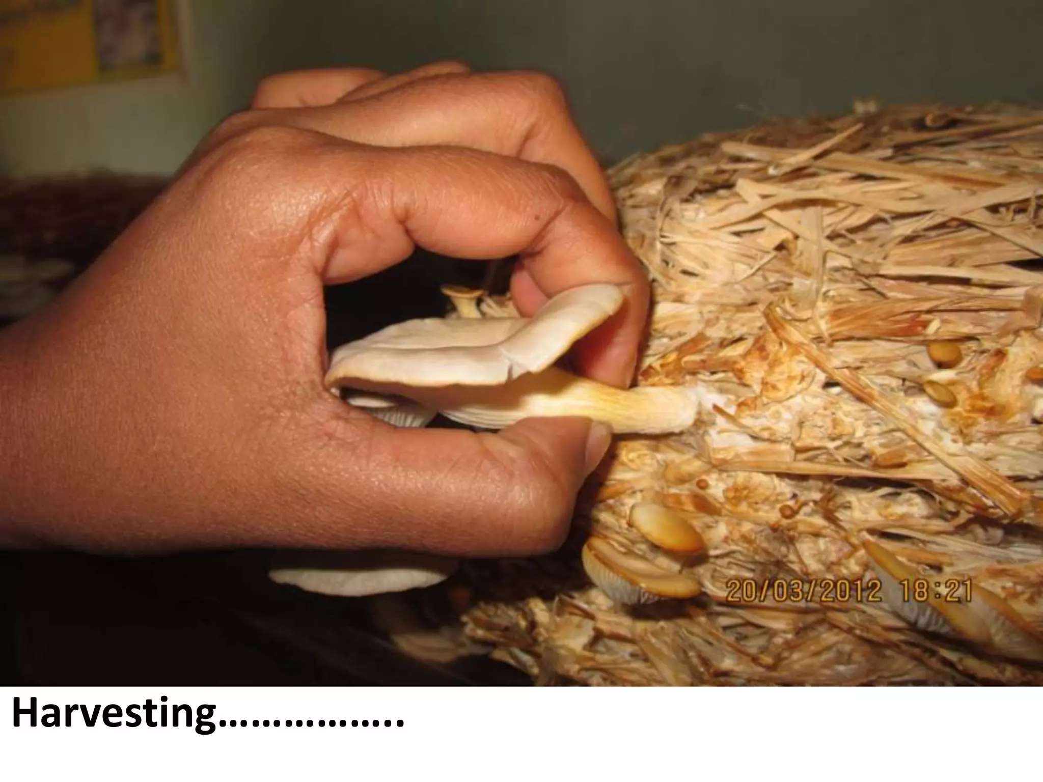 Harvesting……………..

 