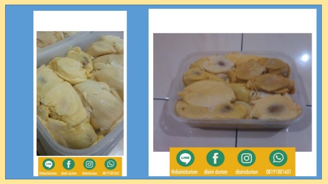 081910081601 durian goreng durian hutan durian kura kura 081910081601 durian goreng durian hutan durian kura kura