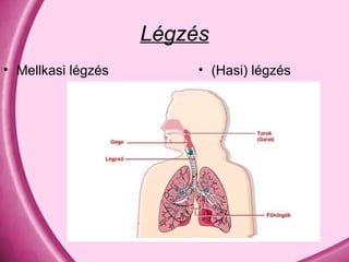 Légzés Mellkasi légzés (Hasi) légzés 