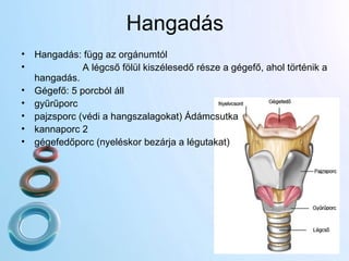 Hangadás Hangadás: függ az orgánumtól A légcső fölül kiszélesedő része a gégefő, ahol történik a hangadás.  Gégefő: 5 porcból áll gyűrűporc pajzsporc (védi a hangszalagokat) Ádámcsutka kannaporc 2 gégefedőporc (nyeléskor bezárja a légutakat) 