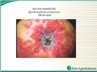 San Jose kabuklu biti
Quadraspidiotus perniciosus
       100 ml nimf
 