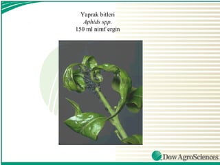 Yaprak bitleri
   Aphids spp.
150 ml nimf ergin
 