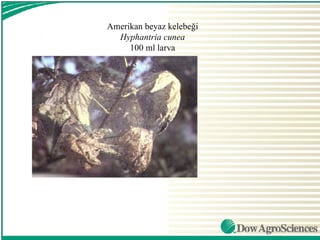 Amerikan beyaz kelebeği
  Hyphantria cunea
     100 ml larva
 