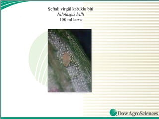 Şeftali virgül kabuklu biti
     Nilotaspis halli
       150 ml larva
 