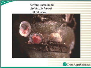 Kırmızı kabuklu bit
Epidiaspis leperii
100 ml larva
 
