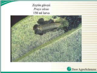 Zeytin güvesi
 Prays oleae
150 ml larva
 