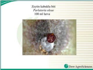 Zeytin kabuklu biti
 Parlatoria oleae
  100 ml larva
 