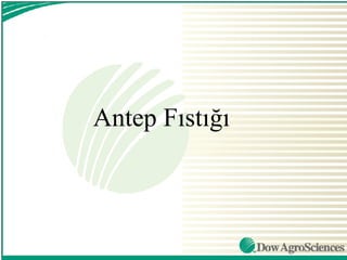 Antep Fıstığı
 