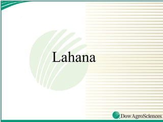 Lahana
 