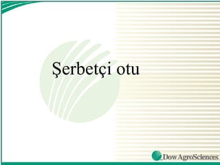 Şerbetçi otu
 