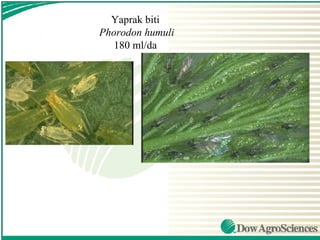 Yaprak biti
Phorodon humuli
   180 ml/da
 