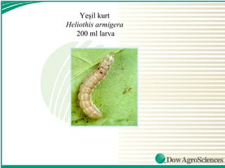 Yeşil kurt
Heliothis armigera
   200 ml larva
 