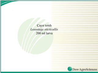 Çayır tırtılı
Loxostege sticticallis
   200 ml larva
 