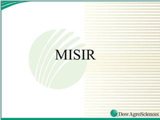 MISIR
 