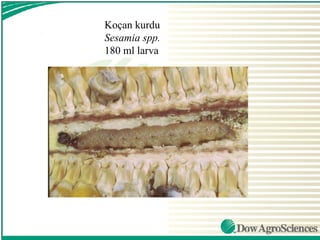 Koçan kurdu
Sesamia spp.
180 ml larva
 
