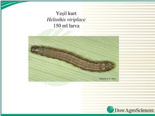 Yeşil kurt
Heliothis viriplace
  150 ml larva
 