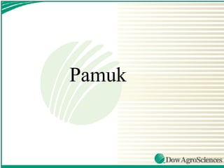 Pamuk
 